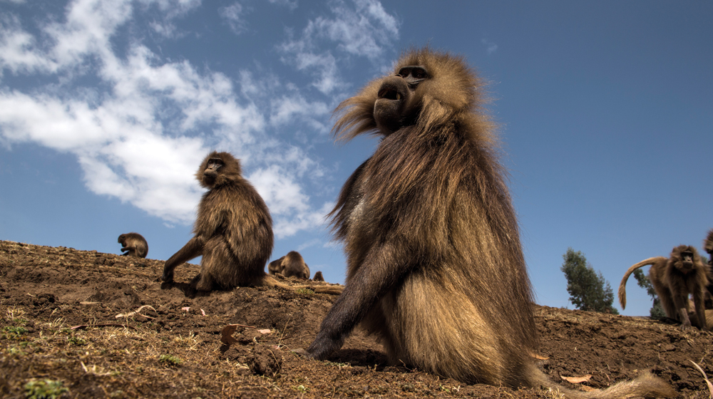 Gelada monkeys| Simien Mountains National Park Ethiopia