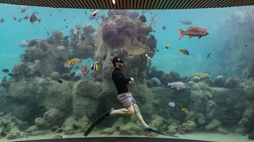 Johnny Gaskell snorkelling | Living Reef Underwater Observatory
