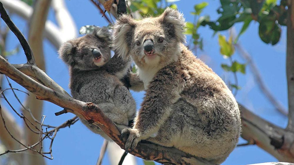 Australia luxury travel