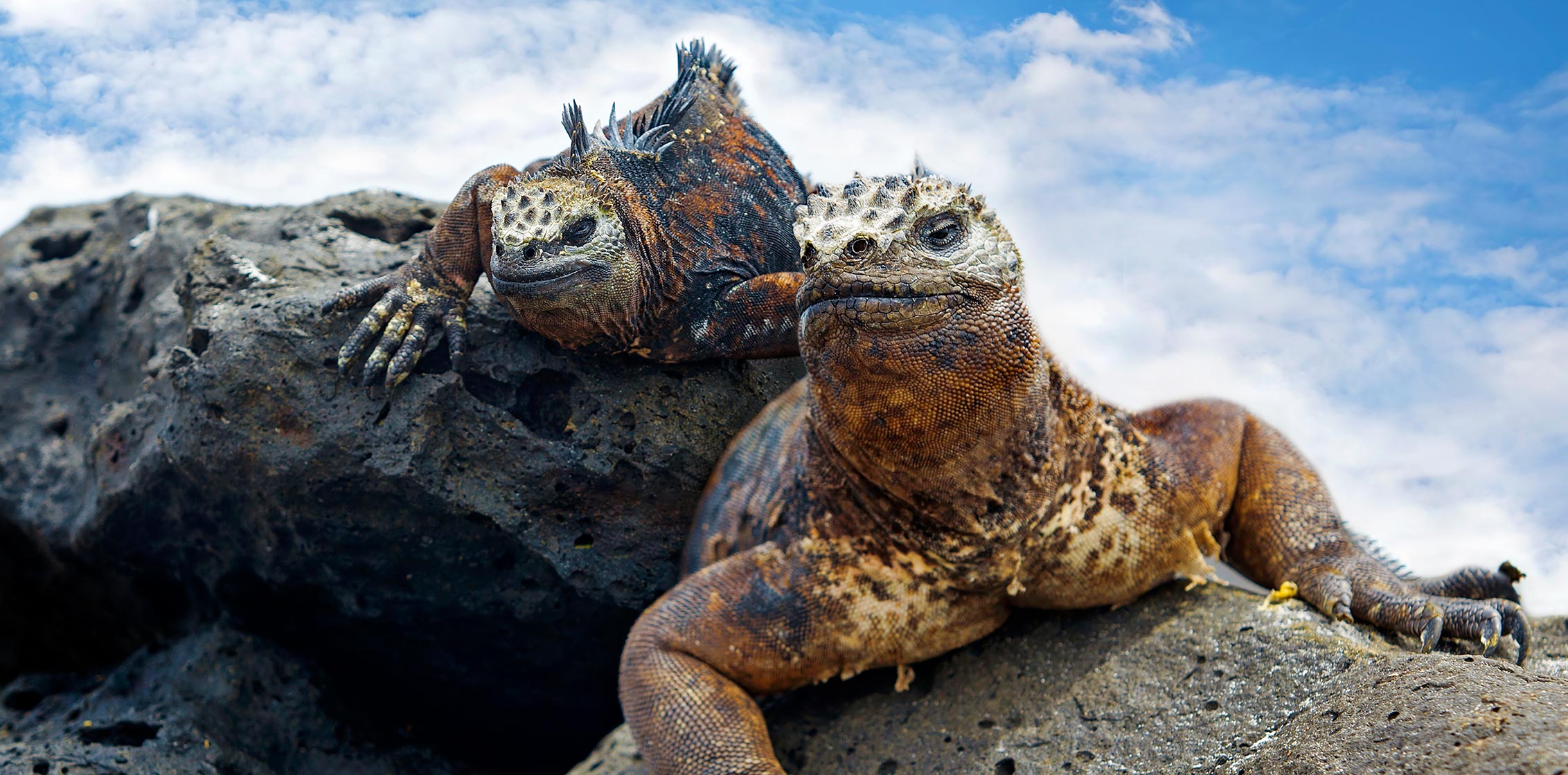 Galapagos, Marine Iguans