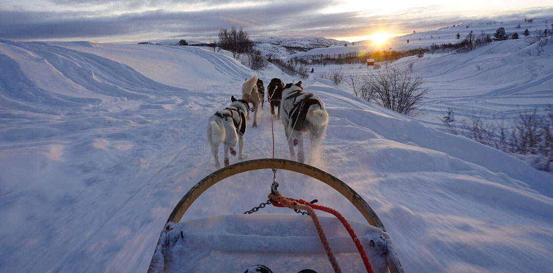 Dog sledding at Tromso, Norway | Credit: Hurtigruten photo competition
